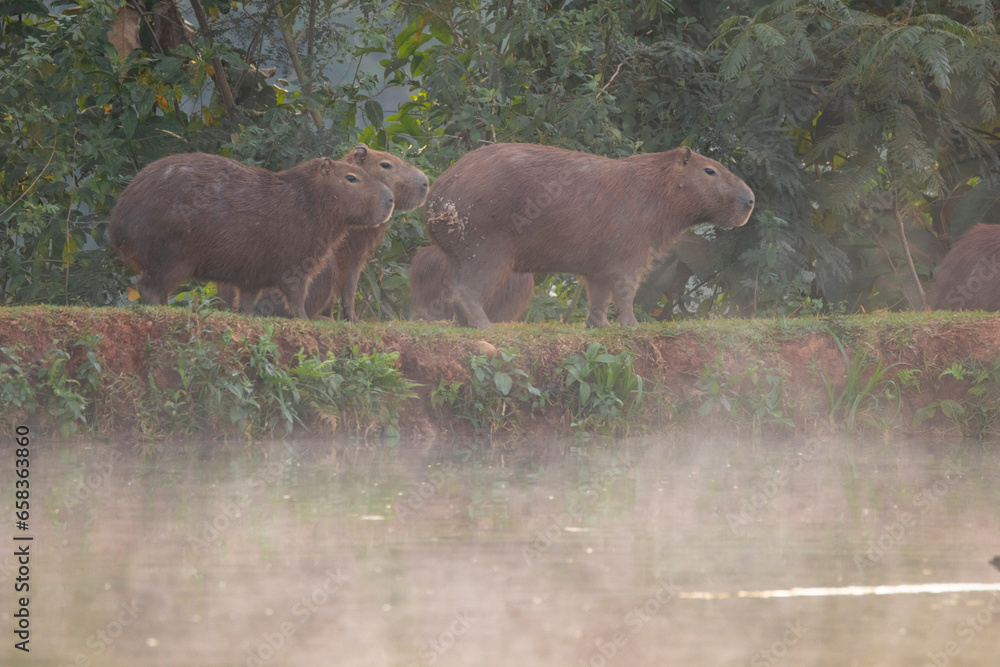 Brazilian Wildlife is very beautiful have many species with colorful variables. Are apes, lizards, mammals, felins, caimans and many others. Brazilian Wildlife is very beautiful have many species with colorful variables. Are apes, lizards, mammals, felins, caimans and many others.