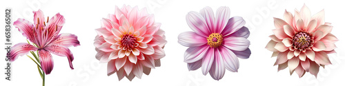 Mix Flowers  Flower Hyperrealistic Highly Detailed Isolated On Transparent Background PNG File