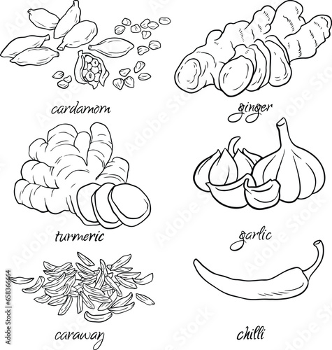 Collection of hand drawn vegetables, vector illustration of garlic, ginger, chilli, caraway, cardamon, turmeric. line vector set 