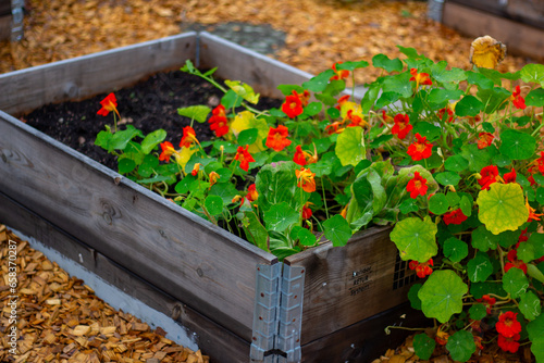 garden flowers growing in harvest time