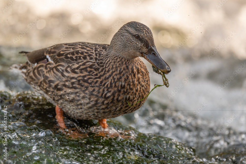 Female mallard (Anas platyrhynchos) duck looking for food in a river. Female mallard (Anas platyrhynchos) duck looking for food in a river.