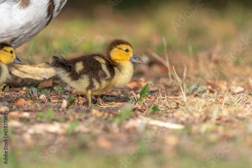 Female Muscovy duck (Cairina moschata) with her chicks. © bios48