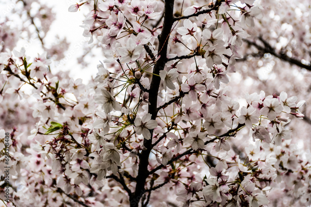 Obraz premium Flowers of prunus yedoensis (cerasus yedoensis). It is one of the most popular and widely planted cherry cultivars in temperate regions around the world today.