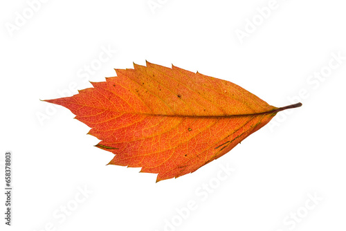 Red fallen leaf of wild grape in autumn, without a background. (ID: 658378803)