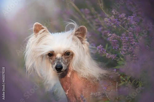 Chinese crested dog photo