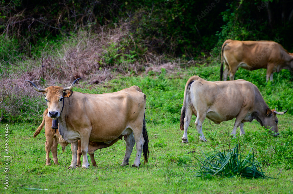 Brown Asturian cows grazing on pasture, Picos de Europe, Asturias, Spain Brown Asturian cows grazing on pasture, Picos de Europe, Asturias, Spain
