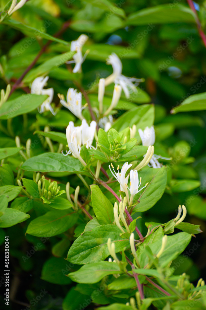 Botanical collection of medicinal and climbing plants, Jasminum officinale, jasmine plant in blossom Botanical collection of medicinal and climbing plants, Jasminum officinale, jasmine plant in blossom