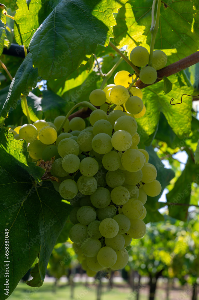 Vineyard with growing white wine grapes in Lazio, Italy, chardonnay and malvasia grapes