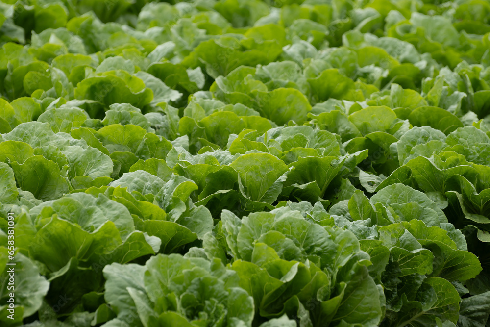 Farm field with rows of young fresh green romaine lettuce plants growing outside under italian sun, agriculture in Italy. Farm field with rows of young fresh green romaine lettuce plants growing outside under italian sun, agriculture in Italy.