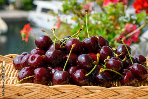 New harvest of fresh ripe dark red cherry berry in Provence, France close up