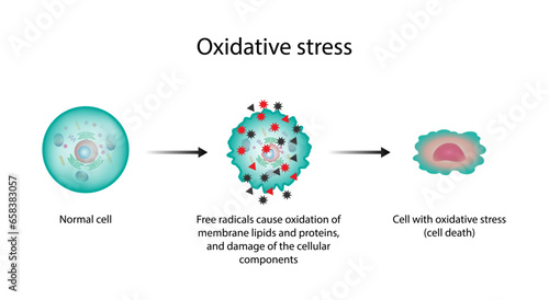 Oxidative stress. Free radicals cause oxidation of the cellular membrane proteins and lipids, and damage of the cellular components. vector illustration