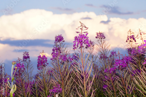 Fireweed (chamaerion angustifolium) or great willowherb, rosebay willowherb, bombweed. Element of the Flag of Yukon. 2. Plants over the clouds background.
