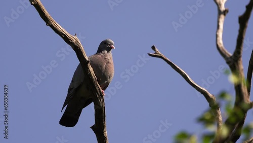 A stock dove or stock pigeon (Columba oenas) sitting in the top of a tree.