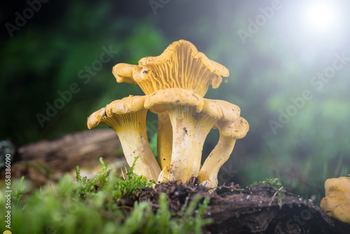 mushroom Cantharellus cibarius in the moss in the forest