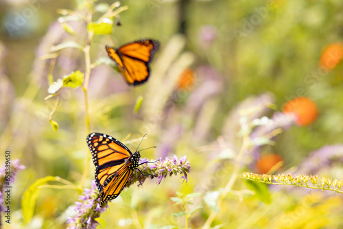 Fototapeta Naklejka Na Ścianę i Meble -  several monarch butterflies in the garden flowers