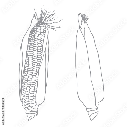 Corn hand drawn vector illustration set. Isolated Vegetable engraved style object. Farm market product. Great for menu, icon, biodegradable corn starch material. Drawing of ingredient for cooking.