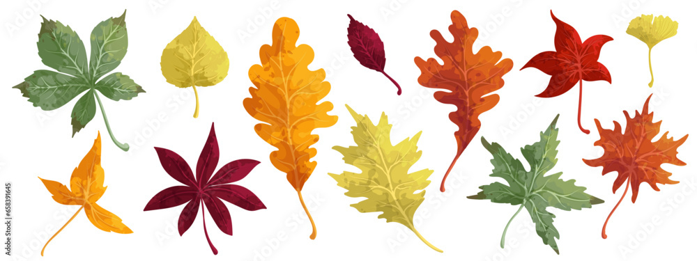 Fototapeta premium Colorful autumn leaves.Vector graphics.