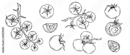 Collection of line sketches of tomato fruits and pieces of summer vegetable.Vector graphics. 
