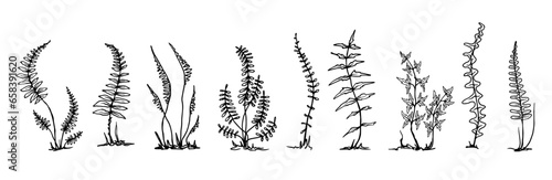 Set of linear sketches of forest fern leaves.Vector graphics.