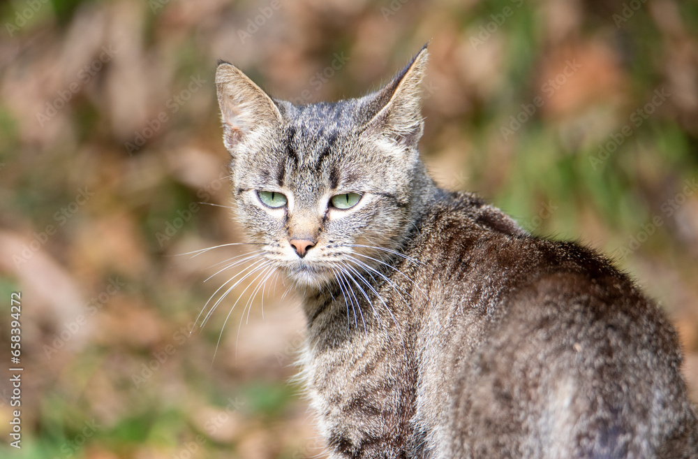 A close-up with a young wild cat - Felis silvestris in a natural habitat