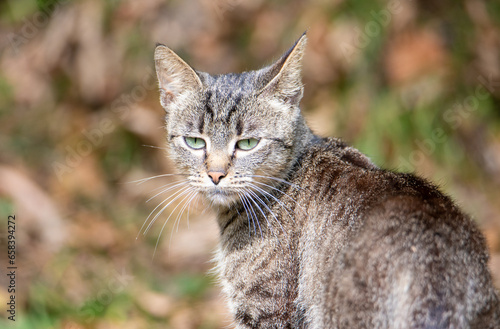 Wallpaper Mural A close-up with a young wild cat - Felis silvestris in a natural habitat Torontodigital.ca