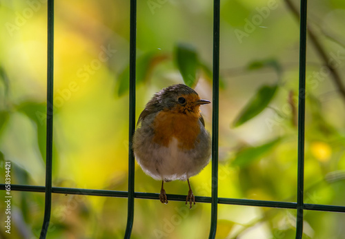 A close-up with an Erithacus rubecula bird sitting on the fence