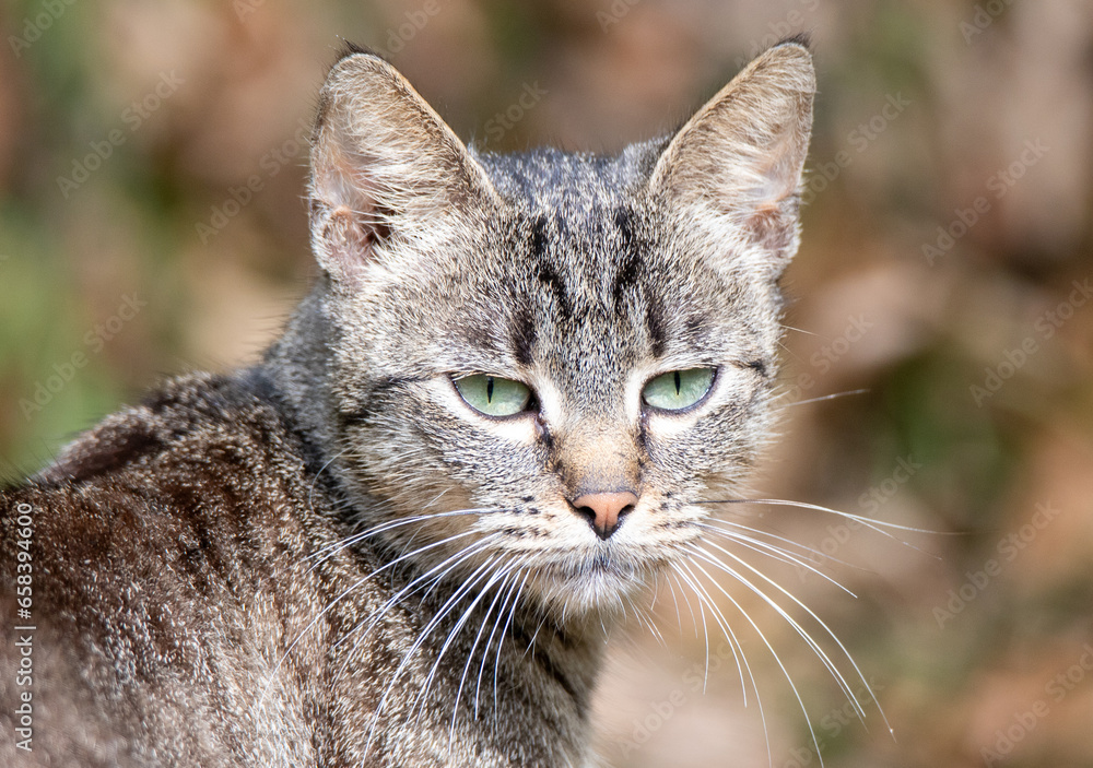 close up portrait of a wild cat
