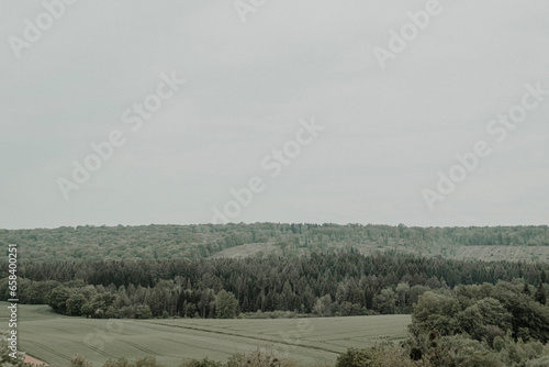 morning in the forest