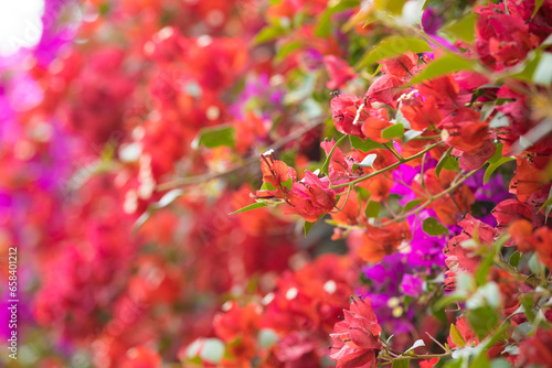 Planta de buganvilla con flores floreciendo colorido textura fondo arte decoracion imprimible