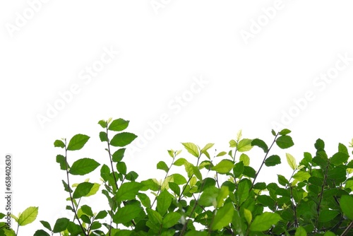 A Tropical plant with leaves branches and sunlight, on white isolated background for green foliage backdrop 