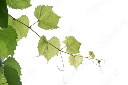 A grape leaves with branches on white isolated background for green foliage backdrop 