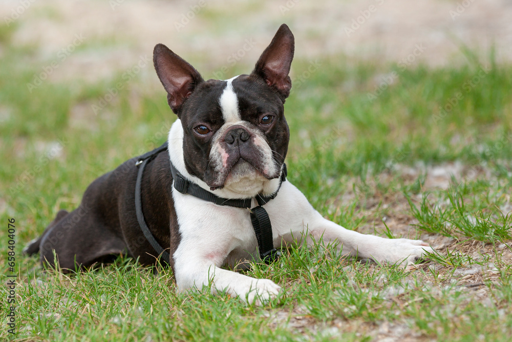 Outdoor head portrait of a 5-year-old black and white dog, young purebred Boston Terrier in a park. Boston terrier dog posing in city center park, lying in the grass after a walk.