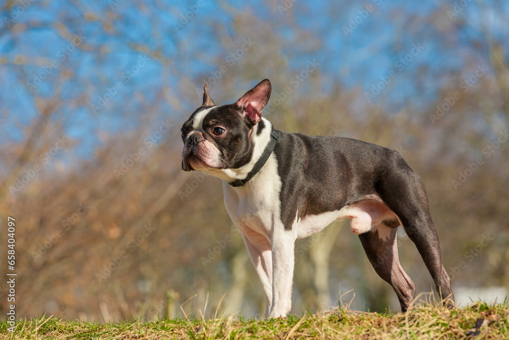 Outdoor head portrait of a 2-year-old black and white dog, young purebred Boston Terrier in a park. Boston terrier dog posing in city center park.