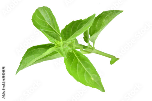 basil leaf plant natural food seasoning and medicinal