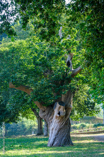 Large century-old chestnut tree located in the small park in front of the Chapel of the Miracles of Amil, in the municipality of Morana, Galicia (Spain) photo