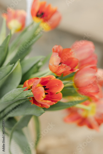 Red Tulip Flowers