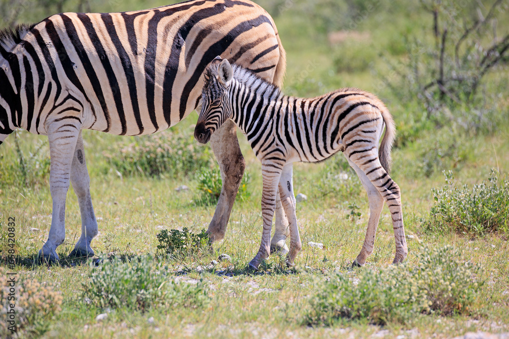 Fototapeta premium Zebrafohlen