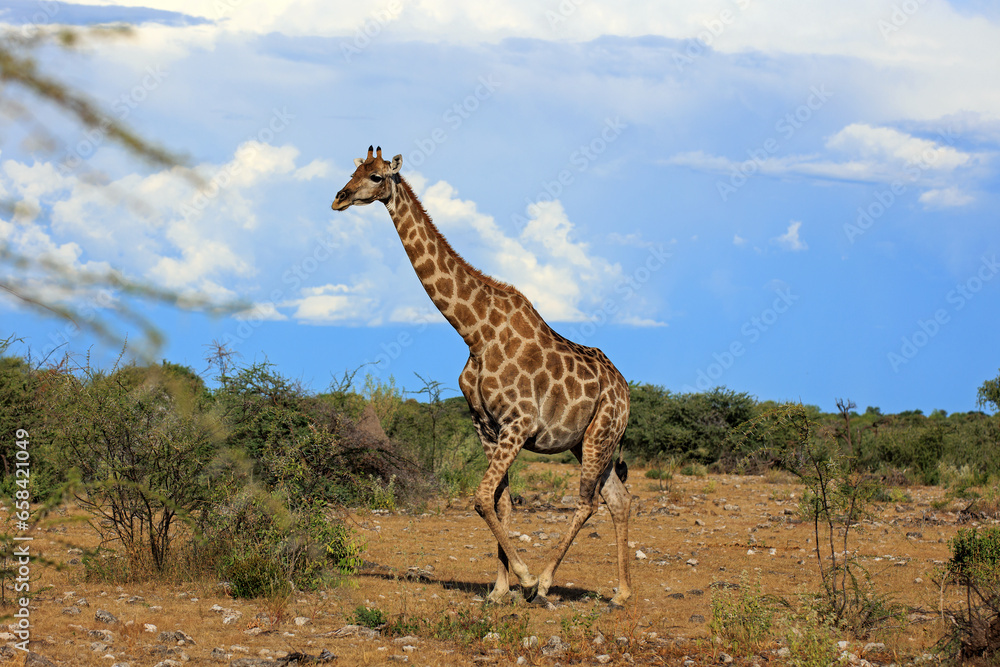 Fototapeta premium Giraffe