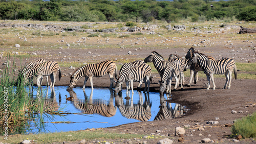 Zebraherde