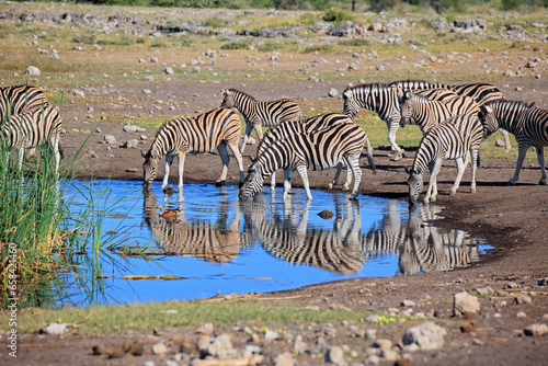 Zebraherde