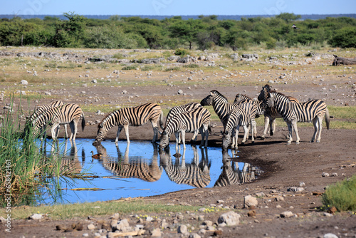 Zebraherde