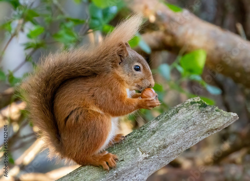 Hungry little scottish red squirrel eating a nut in the woodland