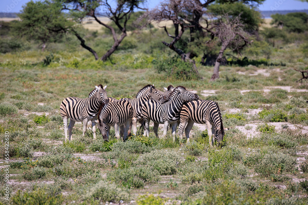 Obraz premium Zebras