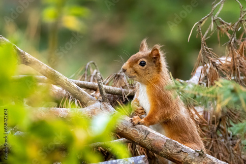 Cute and curious little scottish red squirrel in the woodland 