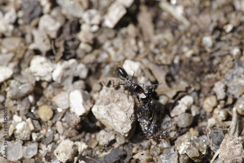 Hormiga obrera