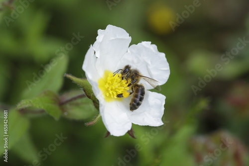 Abeja 3