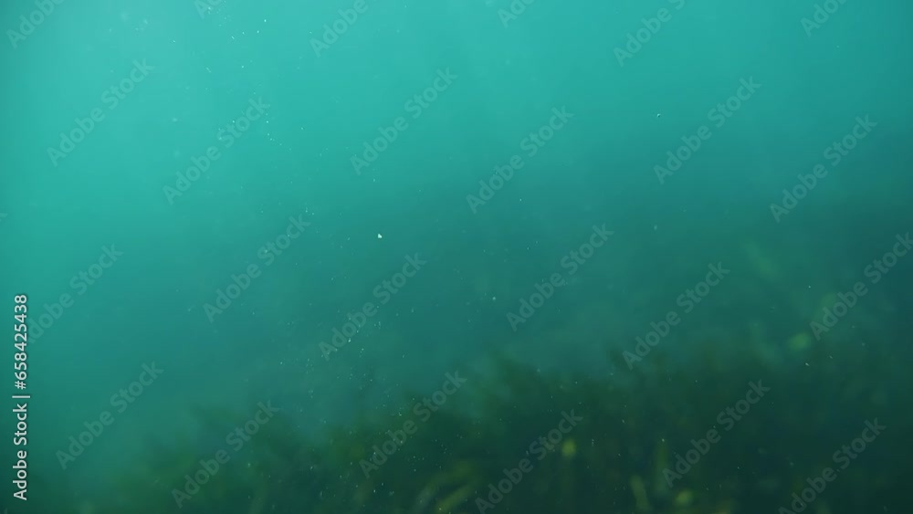 Slow-motion deep focus on sun-kissed underwater organic fragments, marine life in the depth. Slow-motion deep focus on sun-kissed underwater organic fragments, marine life in the depth.