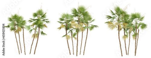Acoelorrhaphe wrightii palm tree on transparent background, tropical plant, 3d render illustration. © Sandy