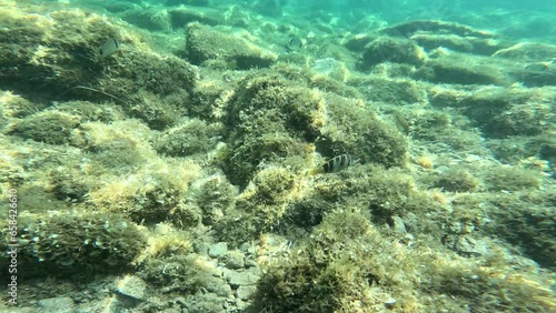Sciarrano fish on the seabed photo