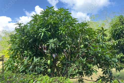 Mango fruits on mango tree at summer day in tropical country in forest.